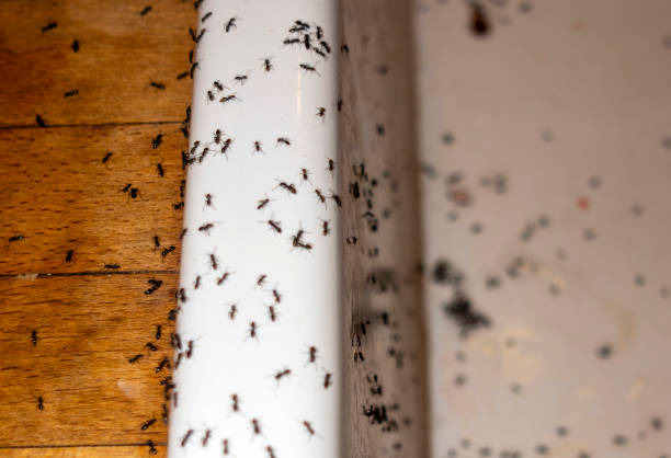 Best Wildlife Control Services  in West Blocton, AL